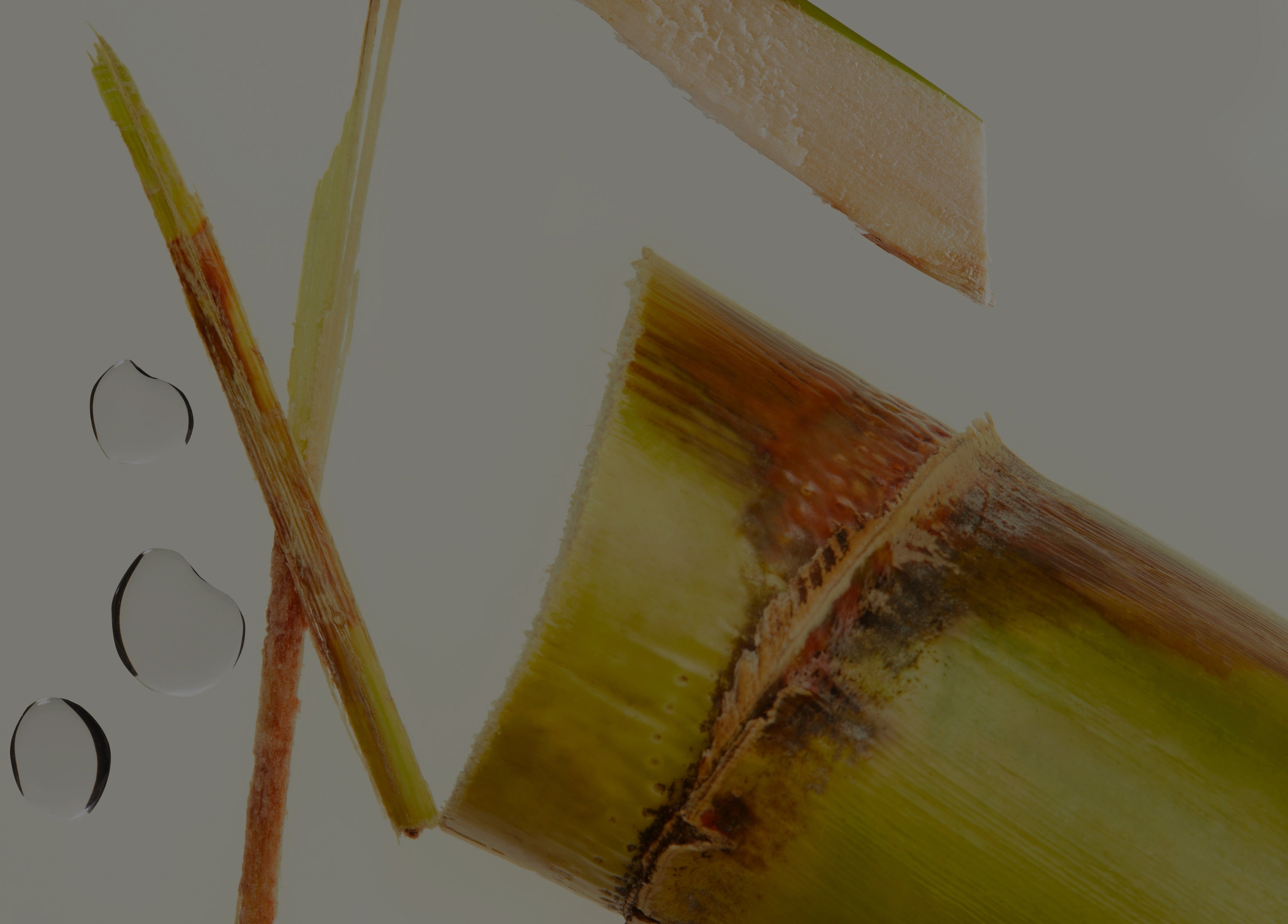 Image of sugarcane where hemisqualene is sourced from